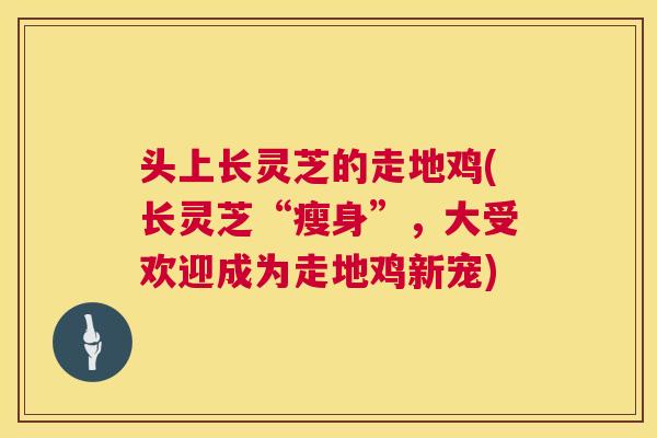 头上长灵芝的走地鸡(长灵芝“瘦身”，大受欢迎成为走地鸡新宠)