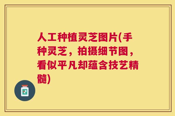 人工种植灵芝图片(手种灵芝,拍摄细节图,看似平凡却蕴含技艺精髓) 人工种植灵芝图片(手种灵芝,拍摄细节图,看似平凡却蕴含技艺精髓)