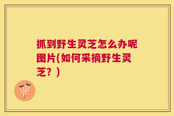 抓到野生灵芝怎么办呢图片(如何采摘野生灵芝？)