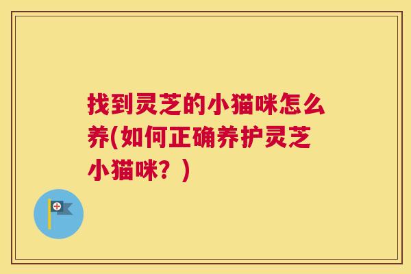 找到灵芝的小猫咪怎么养(如何正确养护灵芝小猫咪？)