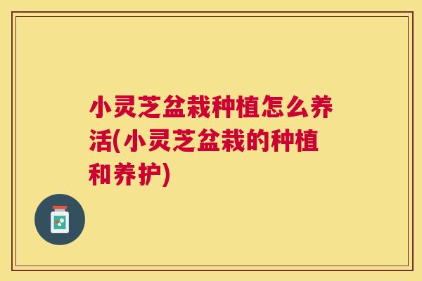 小灵芝盆栽种植怎么养活(小灵芝盆栽的种植和养护)