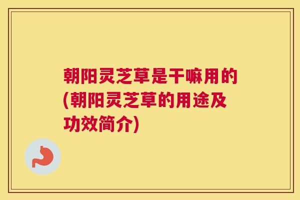 朝阳灵芝草是干嘛用的(朝阳灵芝草的用途及功效简介)