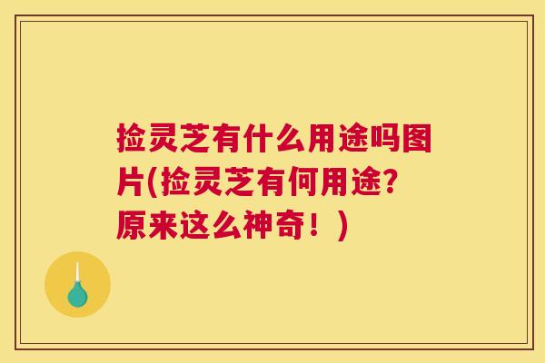 捡灵芝有什么用途吗图片(捡灵芝有何用途?原来这么神奇!) 捡灵芝有什么用途吗图片(捡灵芝有何用途?原来这么神奇!)