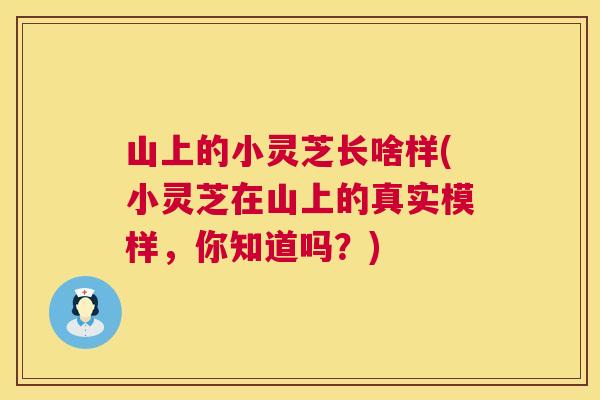 山上的小灵芝长啥样(小灵芝在山上的真实模样，你知道吗？)