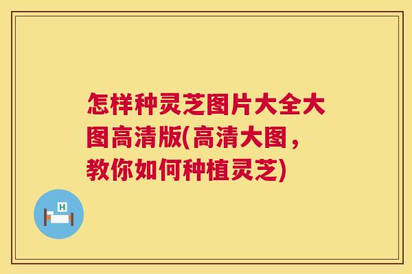 怎样种灵芝图片大全大图高清版(高清大图,教你如何种植灵芝) 怎样种灵芝图片大全大图高清版(高清大图,教你如何种植灵芝)