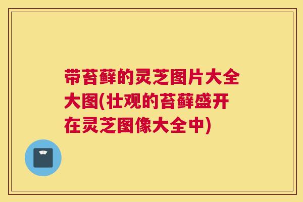 带苔藓的灵芝图片大全大图(壮观的苔藓盛开在灵芝图像大全中)
