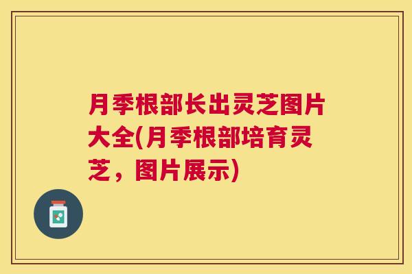月季根部长出灵芝图片大全(月季根部培育灵芝，图片展示)