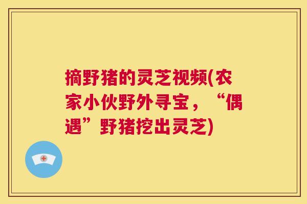 摘野猪的灵芝视频(农家小伙野外寻宝，“偶遇”野猪挖出灵芝)