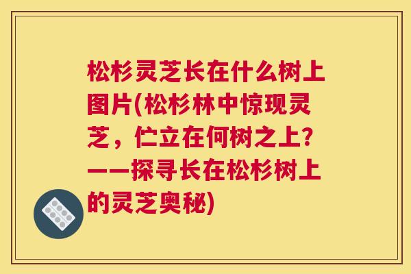 松杉灵芝长在什么树上图片(松杉林中惊现灵芝,伫立在何树之上?——探寻长在松杉树上的灵芝奥秘) 松杉灵芝长在什么树上图片(松杉林中惊现灵芝,伫立在何树之上?——探寻长在松杉树上的灵芝奥秘)