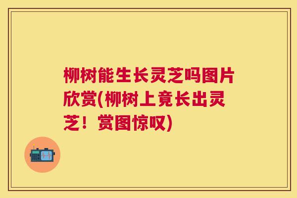 柳树能生长灵芝吗图片欣赏(柳树上竟长出灵芝！赏图惊叹)
