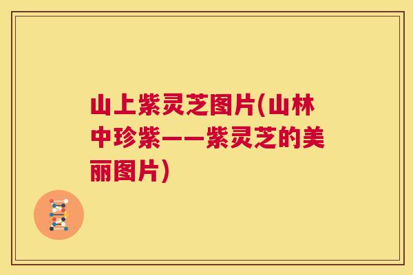 山上紫灵芝图片(山林中珍紫——紫灵芝的美丽图片)