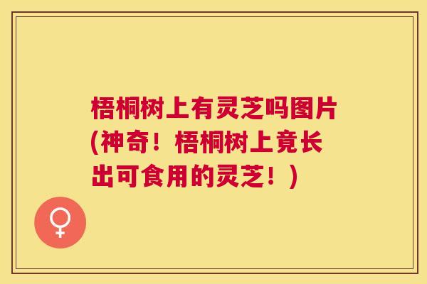 梧桐树上有灵芝吗图片(神奇！梧桐树上竟长出可食用的灵芝！)