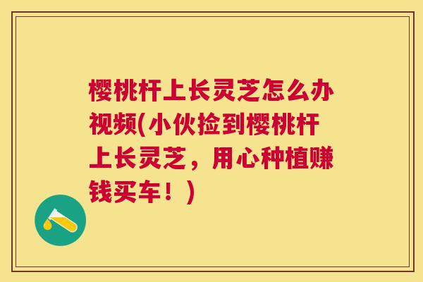 樱桃杆上长灵芝怎么办视频(小伙捡到樱桃杆上长灵芝，用心种植赚钱买车！)