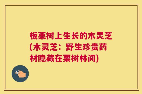 板栗树上生长的木灵芝(木灵芝：野生珍贵药材隐藏在栗树林间)