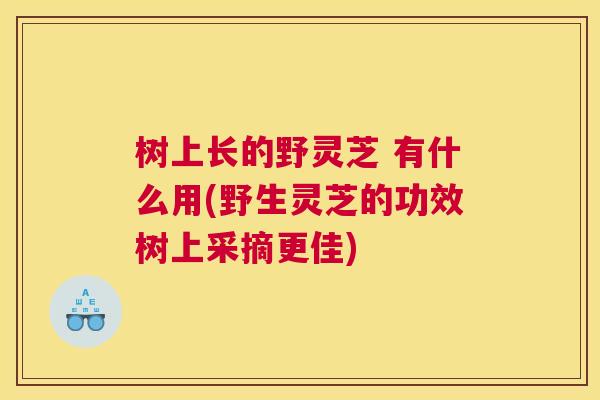 树上长的野灵芝 有什么用(野生灵芝的功效树上采摘更佳)
