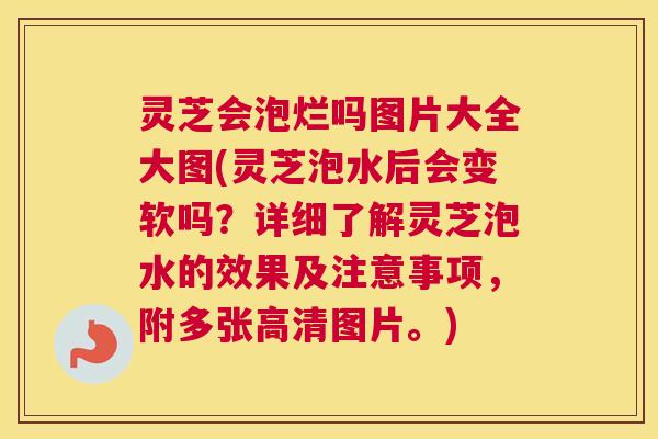 灵芝会泡烂吗图片大全大图(灵芝泡水后会变软吗?详细了解灵芝泡水的效果及注意事项,附多张高清图片。) 灵芝会泡烂吗图片大全大图(灵芝泡水后会变软吗?详细了解灵芝泡水的效果及注意事项,附多张高清图片。)