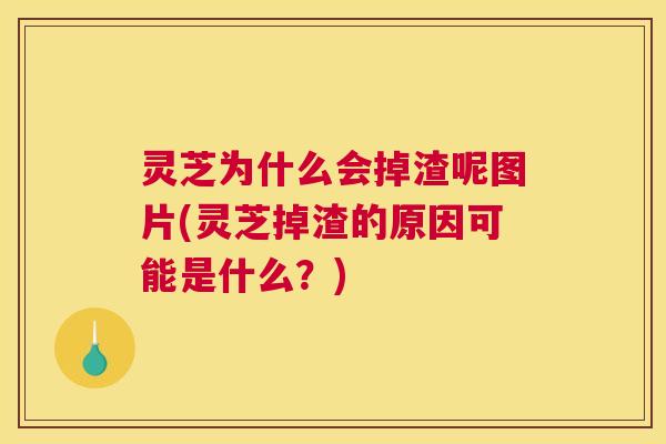 灵芝为什么会掉渣呢图片(灵芝掉渣的原因可能是什么?) 灵芝为什么会掉渣呢图片(灵芝掉渣的原因可能是什么?)