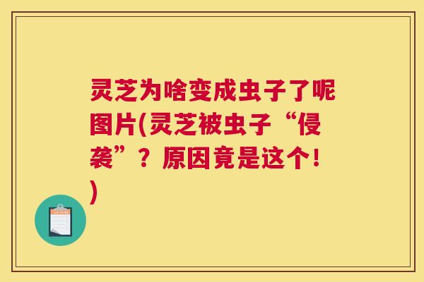 灵芝为啥变成虫子了呢图片(灵芝被虫子“侵袭”？原因竟是这个！)