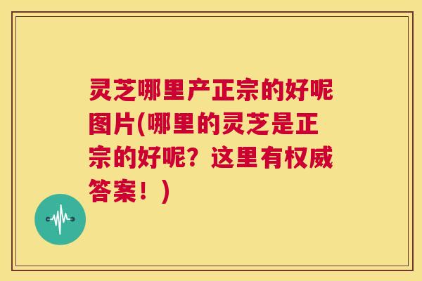 灵芝哪里产正宗的好呢图片(哪里的灵芝是正宗的好呢？这里有权威答案！)