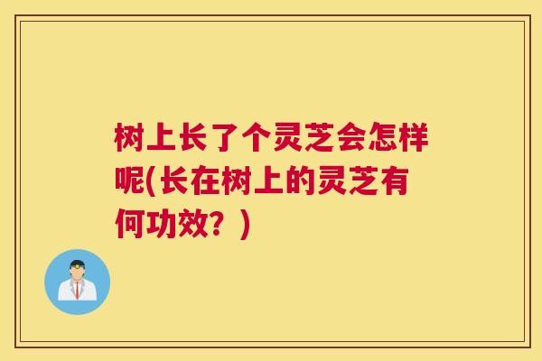 树上长了个灵芝会怎样呢(长在树上的灵芝有何功效？)