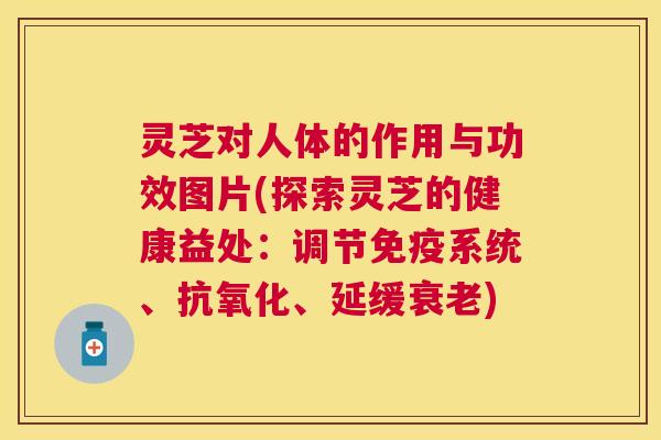 灵芝对人体的作用与功效图片(探索灵芝的健康益处：调节免疫系统、抗氧化、延缓衰老)