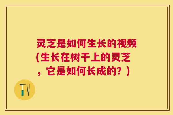 灵芝是如何生长的视频(生长在树干上的灵芝，它是如何长成的？)