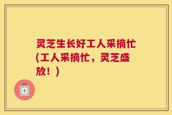 灵芝生长好工人采摘忙(工人采摘忙,灵芝盛放!) 灵芝生长好工人采摘忙(工人采摘忙,灵芝盛放!)