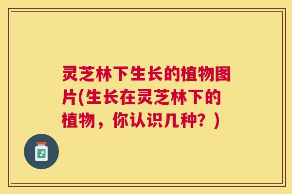 灵芝林下生长的植物图片(生长在灵芝林下的植物，你认识几种？)