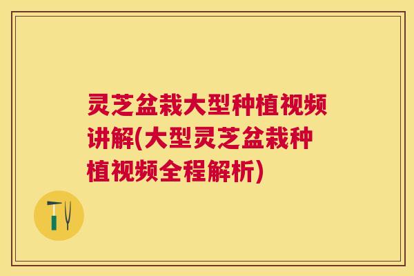 灵芝盆栽大型种植视频讲解(大型灵芝盆栽种植视频全程解析)