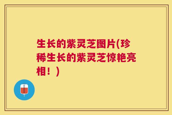 生长的紫灵芝图片(珍稀生长的紫灵芝惊艳亮相！)