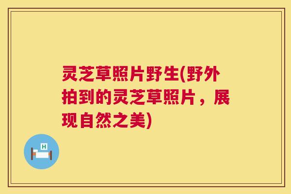 灵芝草照片野生(野外拍到的灵芝草照片，展现自然之美)