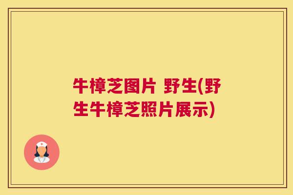 牛樟芝图片 野生(野生牛樟芝照片展示)