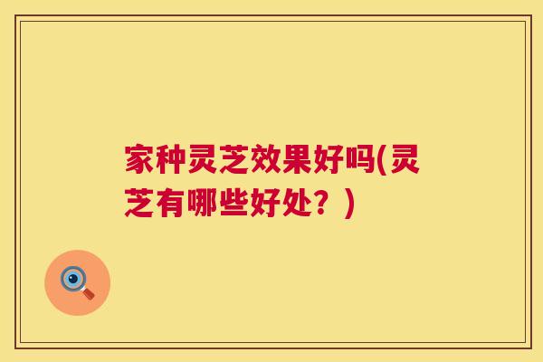 家种灵芝效果好吗(灵芝有哪些好处？)