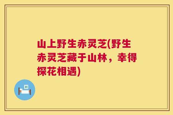 山上野生赤灵芝(野生赤灵芝藏于山林，幸得探花相遇)