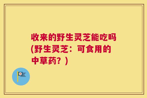 收来的野生灵芝能吃吗(野生灵芝：可食用的中草药？)