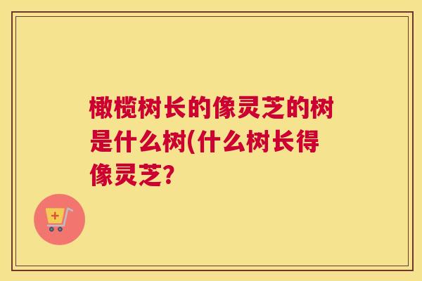 橄榄树长的像灵芝的树是什么树(什么树长得像灵芝？
