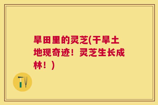 旱田里的灵芝(干旱土地现奇迹!灵芝生长成林!) 旱田里的灵芝(干旱土地现奇迹!灵芝生长成林!)