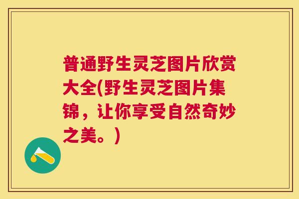 普通野生灵芝图片欣赏大全(野生灵芝图片集锦，让你享受自然奇妙之美。)