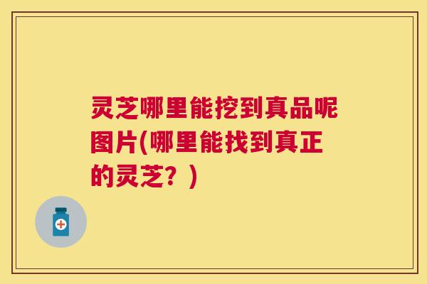 灵芝哪里能挖到真品呢图片(哪里能找到真正的灵芝？)