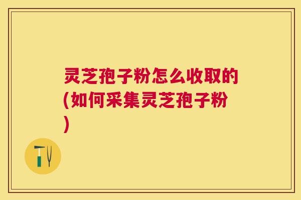 灵芝孢子粉怎么收取的(如何采集灵芝孢子粉)