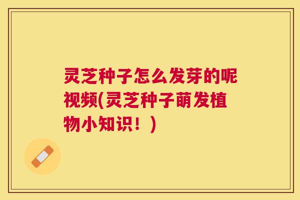 灵芝种子怎么发芽的呢视频(灵芝种子萌发植物小知识！)