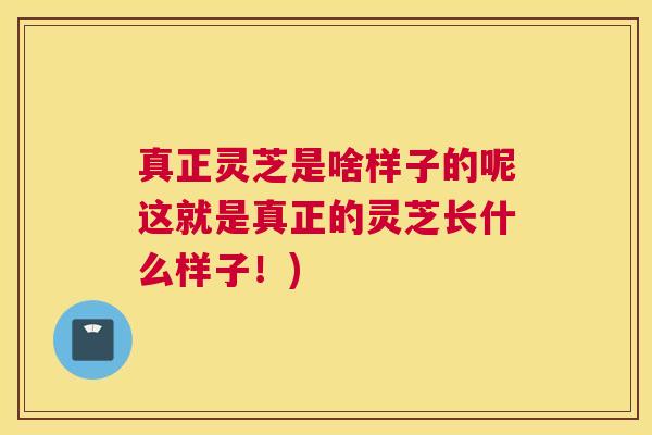 真正灵芝是啥样子的呢这就是真正的灵芝长什么样子！)