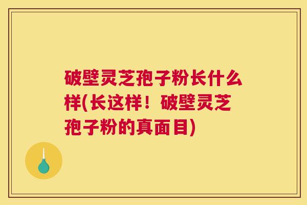破壁灵芝孢子粉长什么样(长这样!破壁灵芝孢子粉的真面目) 破壁灵芝孢子粉长什么样(长这样!破壁灵芝孢子粉的真面目)