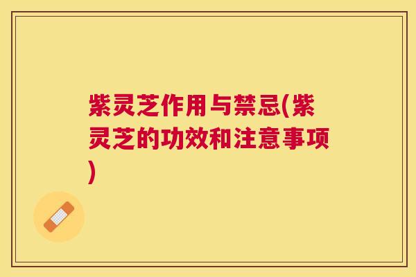 紫灵芝作用与禁忌(紫灵芝的功效和注意事项)