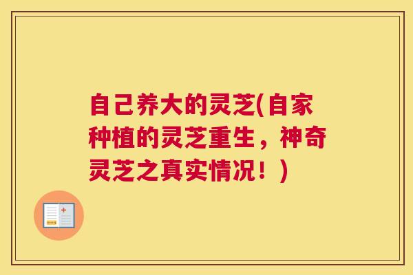 自己养大的灵芝(自家种植的灵芝重生，神奇灵芝之真实情况！)