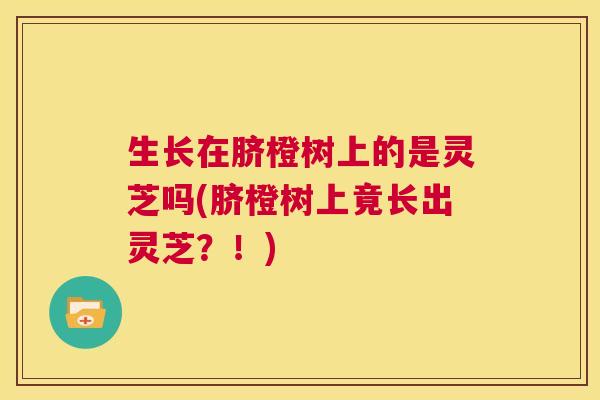 生长在脐橙树上的是灵芝吗(脐橙树上竟长出灵芝？！)
