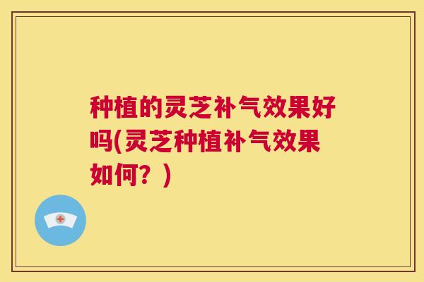 种植的灵芝补气效果好吗(灵芝种植补气效果如何？)