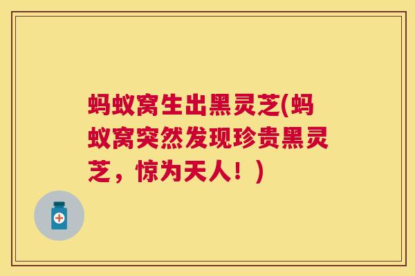 蚂蚁窝生出黑灵芝(蚂蚁窝突然发现珍贵黑灵芝,惊为天人!) 蚂蚁窝生出黑灵芝(蚂蚁窝突然发现珍贵黑灵芝,惊为天人!)