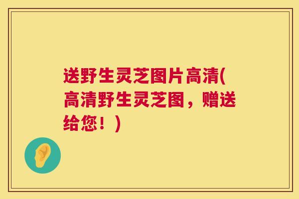 送野生灵芝图片高清(高清野生灵芝图，赠送给您！)