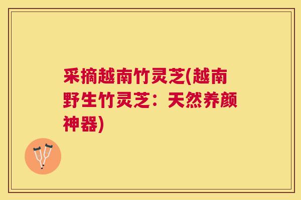 采摘越南竹灵芝(越南野生竹灵芝：天然养颜神器)